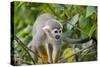 Wild Squirrel Monkey in Tree, Ile Royale, French Guiana-Cindy Miller Hopkins-Stretched Canvas