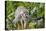 Wild Squirrel Monkey in Tree, Ile Royale, French Guiana-Cindy Miller Hopkins-Stretched Canvas