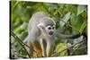 Wild Squirrel Monkey in Tree, Ile Royale, French Guiana-Cindy Miller Hopkins-Stretched Canvas