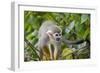 Wild Squirrel Monkey in Tree, Ile Royale, French Guiana-Cindy Miller Hopkins-Framed Photographic Print