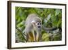 Wild Squirrel Monkey in Tree, Ile Royale, French Guiana-Cindy Miller Hopkins-Framed Photographic Print