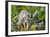 Wild Squirrel Monkey in Tree, Ile Royale, French Guiana-Cindy Miller Hopkins-Framed Photographic Print