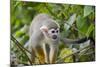 Wild Squirrel Monkey in Tree, Ile Royale, French Guiana-Cindy Miller Hopkins-Mounted Photographic Print