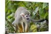 Wild Squirrel Monkey in Tree, Ile Royale, French Guiana-Cindy Miller Hopkins-Mounted Photographic Print