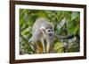 Wild Squirrel Monkey in Tree, Ile Royale, French Guiana-Cindy Miller Hopkins-Framed Photographic Print