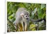 Wild Squirrel Monkey in Tree, Ile Royale, French Guiana-Cindy Miller Hopkins-Framed Photographic Print