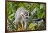 Wild Squirrel Monkey in Tree, Ile Royale, French Guiana-Cindy Miller Hopkins-Framed Photographic Print