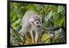 Wild Squirrel Monkey in Tree, Ile Royale, French Guiana-Cindy Miller Hopkins-Framed Photographic Print