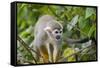 Wild Squirrel Monkey in Tree, Ile Royale, French Guiana-Cindy Miller Hopkins-Framed Stretched Canvas