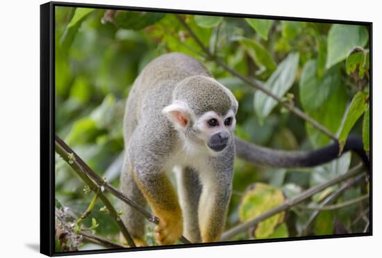 Wild Squirrel Monkey in Tree, Ile Royale, French Guiana-Cindy Miller Hopkins-Framed Stretched Canvas