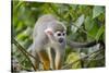 Wild Squirrel Monkey in Tree, Ile Royale, French Guiana-Cindy Miller Hopkins-Stretched Canvas