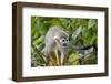 Wild Squirrel Monkey in Tree, Ile Royale, French Guiana-Cindy Miller Hopkins-Framed Photographic Print