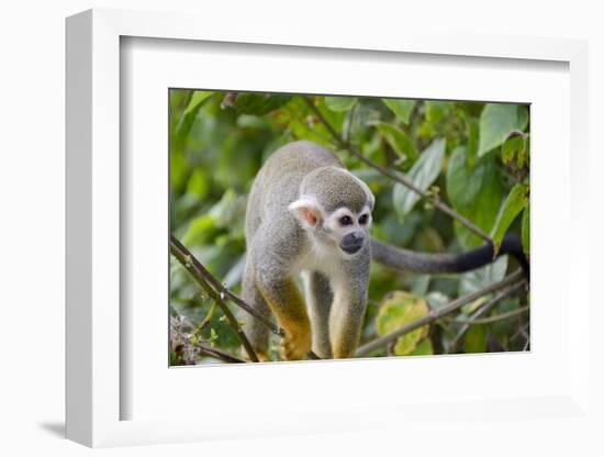 Wild Squirrel Monkey in Tree, Ile Royale, French Guiana-Cindy Miller Hopkins-Framed Photographic Print