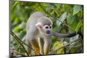 Wild Squirrel Monkey in Tree, Ile Royale, French Guiana-Cindy Miller Hopkins-Mounted Photographic Print