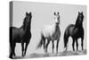 Wild Stallion Horses, Alkali Creek, Cyclone Rim, Continental Divide, Wyoming, USA-Scott T^ Smith-Stretched Canvas