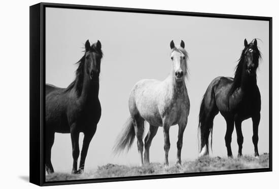 Wild Stallion Horses, Alkali Creek, Cyclone Rim, Continental Divide, Wyoming, USA-Scott T^ Smith-Framed Stretched Canvas