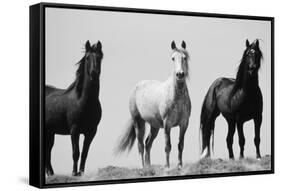 Wild Stallion Horses, Alkali Creek, Cyclone Rim, Continental Divide, Wyoming, USA-Scott T^ Smith-Framed Stretched Canvas