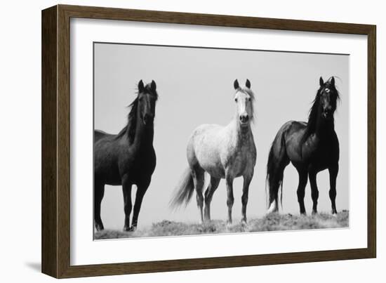 Wild Stallion Horses, Alkali Creek, Cyclone Rim, Continental Divide, Wyoming, USA-Scott T^ Smith-Framed Photographic Print