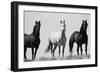 Wild Stallion Horses, Alkali Creek, Cyclone Rim, Continental Divide, Wyoming, USA-Scott T^ Smith-Framed Photographic Print