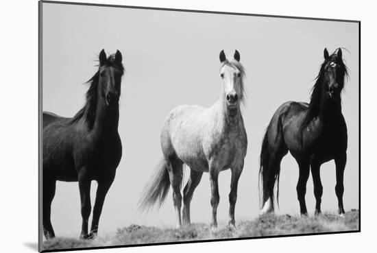 Wild Stallion Horses, Alkali Creek, Cyclone Rim, Continental Divide, Wyoming, USA-Scott T^ Smith-Mounted Photographic Print