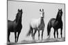 Wild Stallion Horses, Alkali Creek, Cyclone Rim, Continental Divide, Wyoming, USA-Scott T^ Smith-Mounted Photographic Print