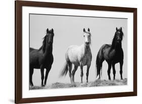 Wild Stallion Horses, Alkali Creek, Cyclone Rim, Continental Divide, Wyoming, USA-Scott T^ Smith-Framed Photographic Print