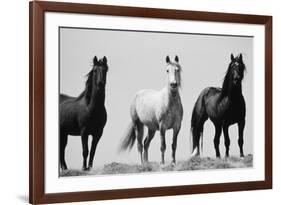 Wild Stallion Horses, Alkali Creek, Cyclone Rim, Continental Divide, Wyoming, USA-Scott T^ Smith-Framed Photographic Print