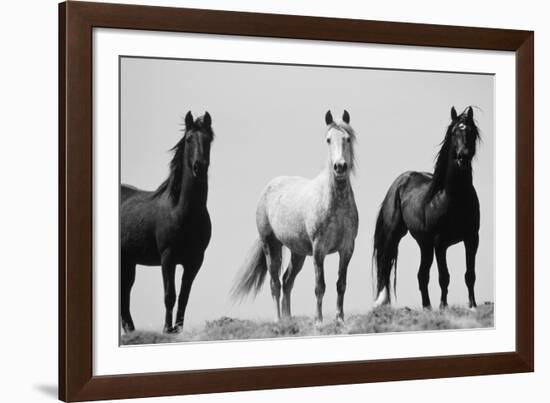 Wild Stallion Horses, Alkali Creek, Cyclone Rim, Continental Divide, Wyoming, USA-Scott T^ Smith-Framed Photographic Print