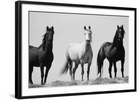 Wild Stallion Horses, Alkali Creek, Cyclone Rim, Continental Divide, Wyoming, USA-Scott T^ Smith-Framed Photographic Print