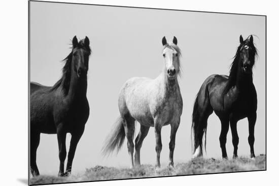 Wild Stallion Horses, Alkali Creek, Cyclone Rim, Continental Divide, Wyoming, USA-Scott T^ Smith-Mounted Photographic Print