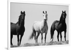 Wild Stallion Horses, Alkali Creek, Cyclone Rim, Continental Divide, Wyoming, USA-Scott T^ Smith-Framed Photographic Print