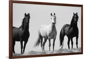 Wild Stallion Horses, Alkali Creek, Cyclone Rim, Continental Divide, Wyoming, USA-Scott T^ Smith-Framed Photographic Print