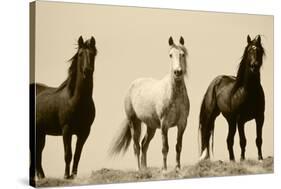 Wild Stallion Horses, Alkali Creek, Cyclone Rim, Continental Divide, Wyoming, USA-Scott T^ Smith-Stretched Canvas