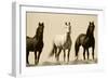 Wild Stallion Horses, Alkali Creek, Cyclone Rim, Continental Divide, Wyoming, USA-Scott T^ Smith-Framed Photographic Print