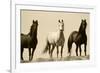 Wild Stallion Horses, Alkali Creek, Cyclone Rim, Continental Divide, Wyoming, USA-Scott T^ Smith-Framed Photographic Print