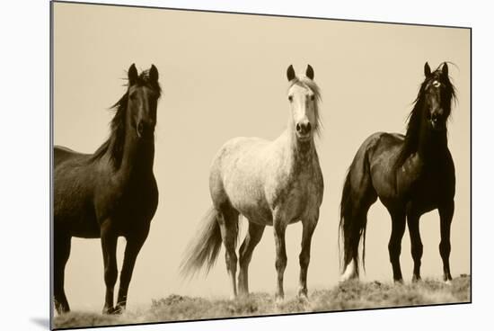 Wild Stallion Horses, Alkali Creek, Cyclone Rim, Continental Divide, Wyoming, USA-Scott T^ Smith-Mounted Photographic Print