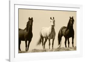 Wild Stallion Horses, Alkali Creek, Cyclone Rim, Continental Divide, Wyoming, USA-Scott T^ Smith-Framed Photographic Print