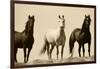 Wild Stallion Horses, Alkali Creek, Cyclone Rim, Continental Divide, Wyoming, USA-Scott T^ Smith-Framed Photographic Print