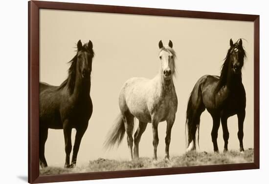 Wild Stallion Horses, Alkali Creek, Cyclone Rim, Continental Divide, Wyoming, USA-Scott T^ Smith-Framed Photographic Print