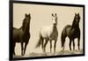 Wild Stallion Horses, Alkali Creek, Cyclone Rim, Continental Divide, Wyoming, USA-Scott T^ Smith-Framed Photographic Print