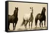 Wild Stallion Horses, Alkali Creek, Cyclone Rim, Continental Divide, Wyoming, USA-Scott T^ Smith-Framed Stretched Canvas