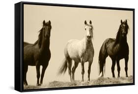 Wild Stallion Horses, Alkali Creek, Cyclone Rim, Continental Divide, Wyoming, USA-Scott T^ Smith-Framed Stretched Canvas
