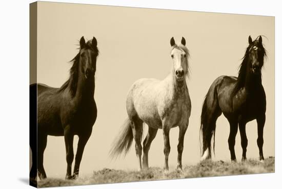 Wild Stallion Horses, Alkali Creek, Cyclone Rim, Continental Divide, Wyoming, USA-Scott T^ Smith-Stretched Canvas