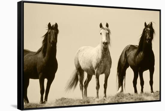 Wild Stallion Horses, Alkali Creek, Cyclone Rim, Continental Divide, Wyoming, USA-Scott T^ Smith-Framed Stretched Canvas