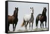 Wild Stallion Horses, Alkali Creek, Cyclone Rim, Continental Divide, Wyoming, USA-Scott T. Smith-Framed Stretched Canvas