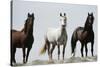 Wild Stallion Horses, Alkali Creek, Cyclone Rim, Continental Divide, Wyoming, USA-Scott T. Smith-Stretched Canvas