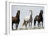 Wild Stallion Horses, Alkali Creek, Cyclone Rim, Continental Divide, Wyoming, USA-Scott T. Smith-Framed Photographic Print