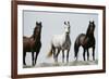 Wild Stallion Horses, Alkali Creek, Cyclone Rim, Continental Divide, Wyoming, USA-Scott T. Smith-Framed Photographic Print