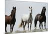 Wild Stallion Horses, Alkali Creek, Cyclone Rim, Continental Divide, Wyoming, USA-Scott T. Smith-Mounted Photographic Print