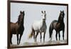 Wild Stallion Horses, Alkali Creek, Cyclone Rim, Continental Divide, Wyoming, USA-Scott T. Smith-Framed Photographic Print